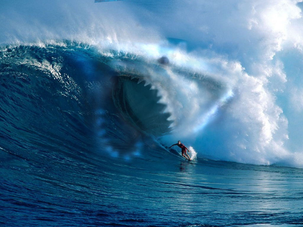 web-surfing-shark.jpg
