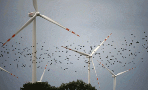 bird-wind-farm